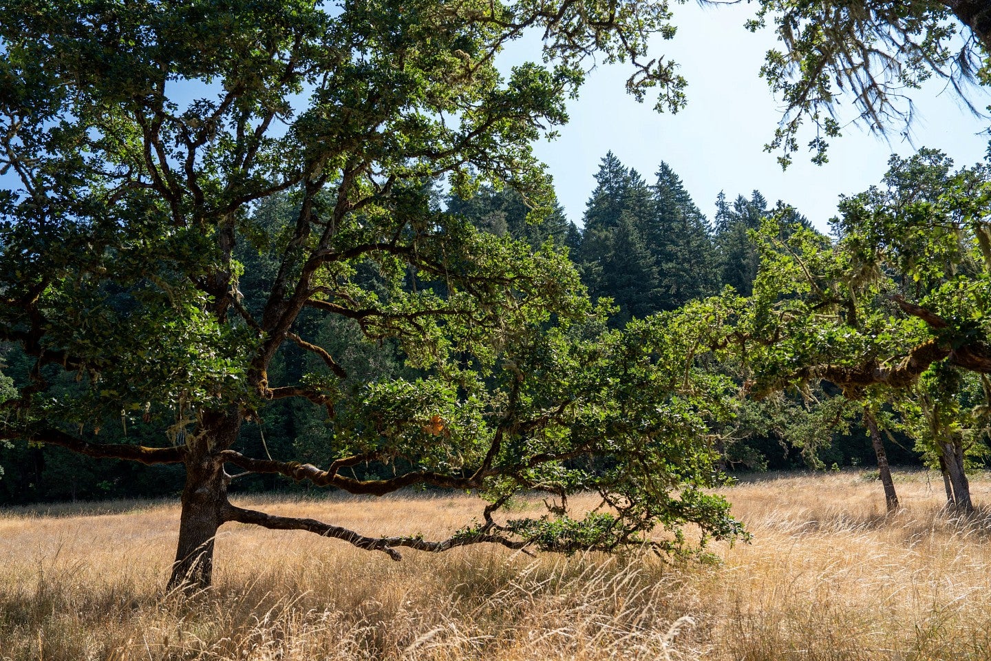 oak savanah at mount pisgah park
