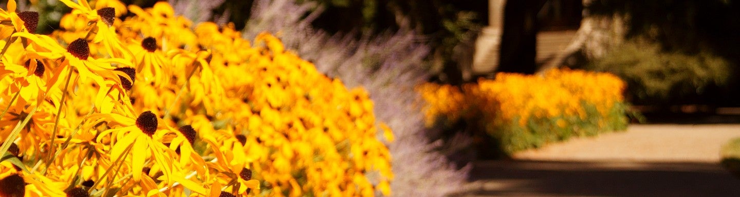 flowers near the university hall