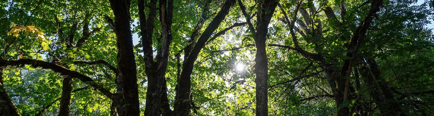 looking up at tree branches