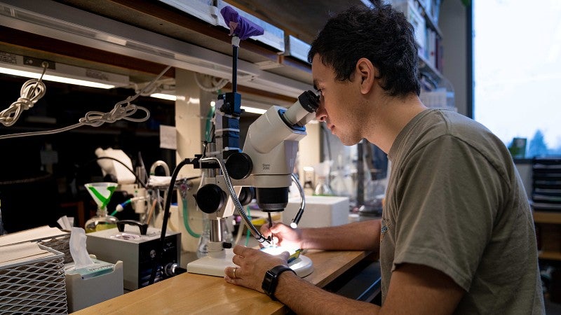 STEM work in the neuroscience lab