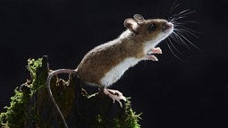 mouse_vision_shutterstock